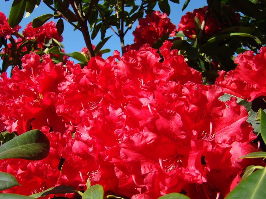 azaleias-vermelhas