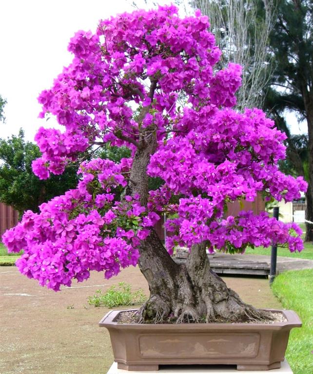 azaléia-bonsai