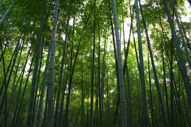 bambu