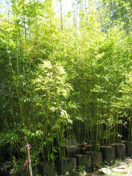 bambumossô
