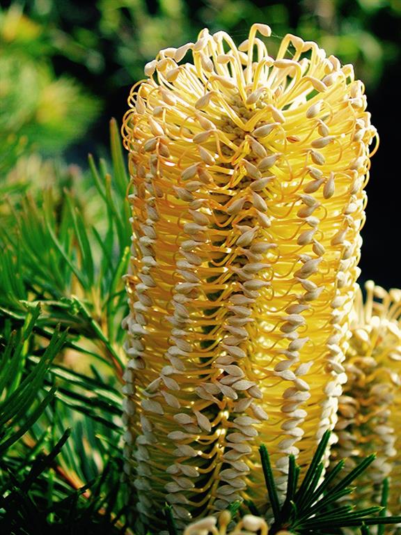 banksia-candles 