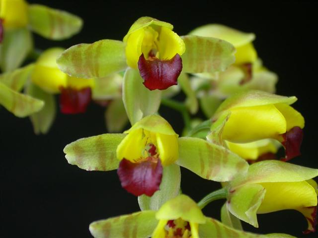 baptistonia_echinata