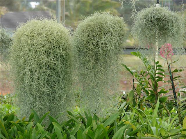 barba-de-velho ( Tillandsia usneoides)