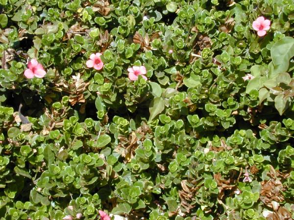 barleria repens