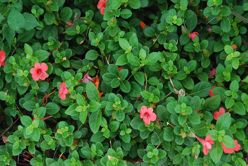 barleria800x535