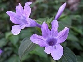 barleria_cristata