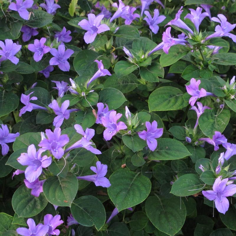 barleria_variegada_7