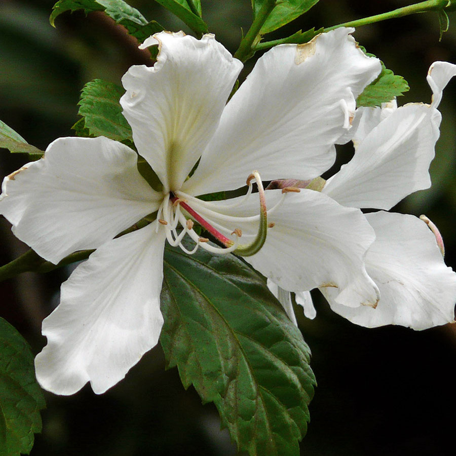 bauhinia-variegata-alb