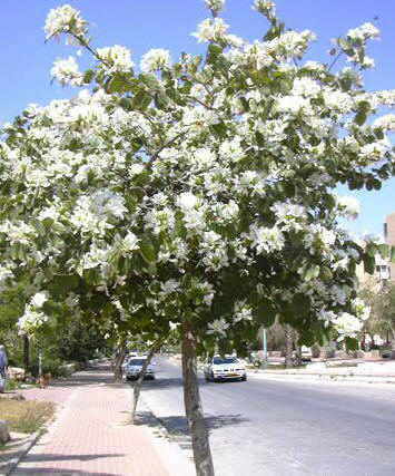 bauhinia-variegata