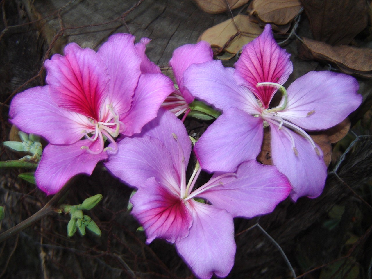 bauhinia-variegata