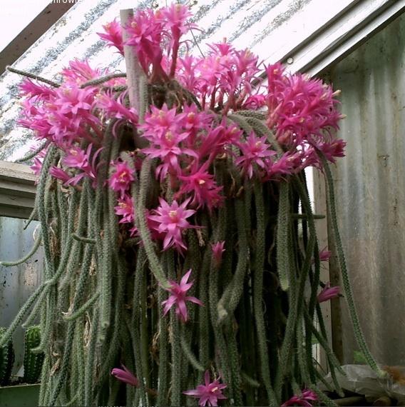 Disocactus flagelliformis