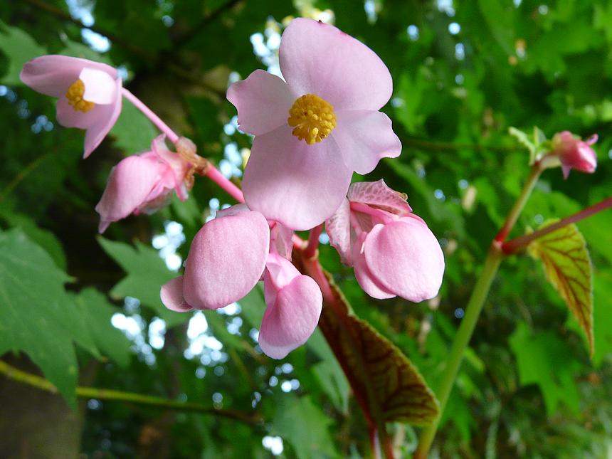 begonia