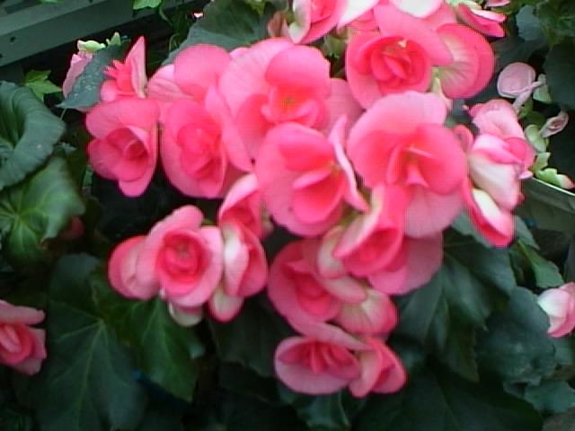 begonia-12