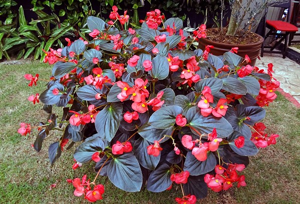 begonia-cerosa-