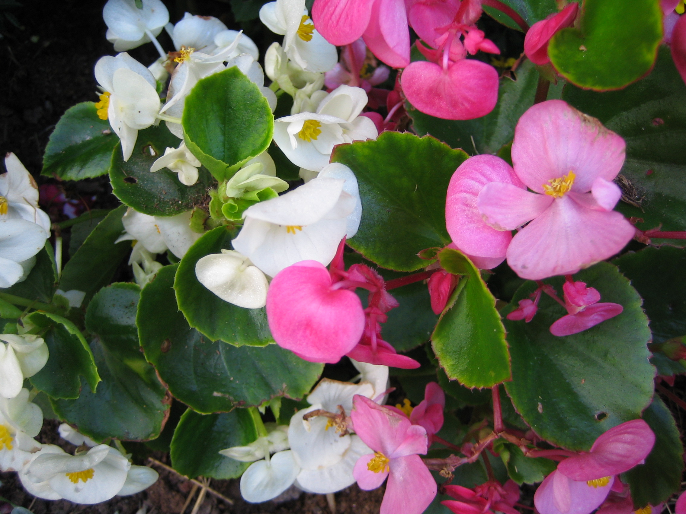 begonia cerosa