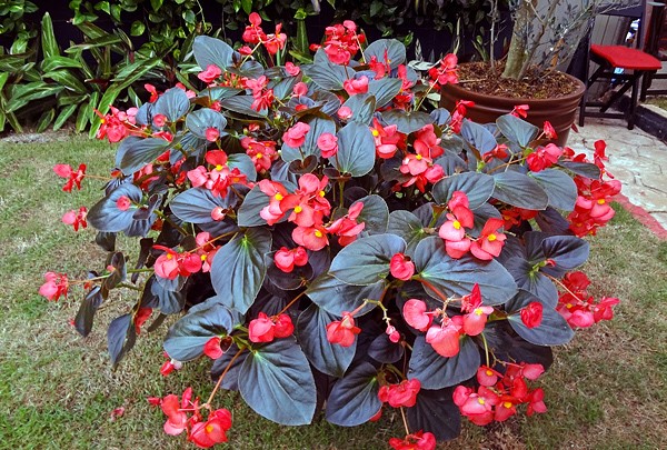 begonia cerosa