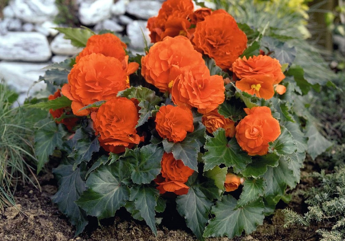 begonia-coral