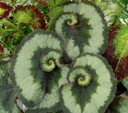 begonia escargot