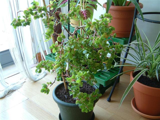 begonia foliosa