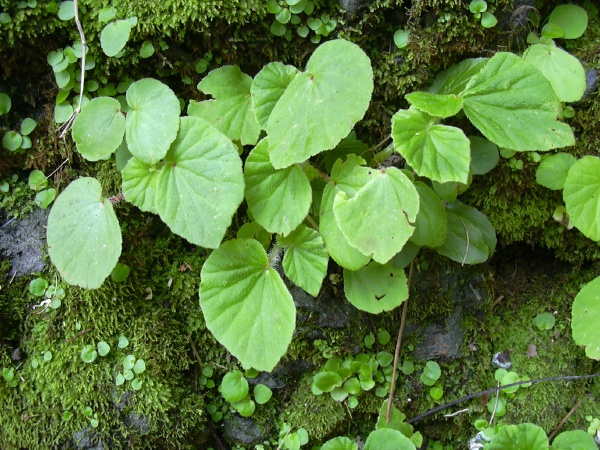 begonia hirtella