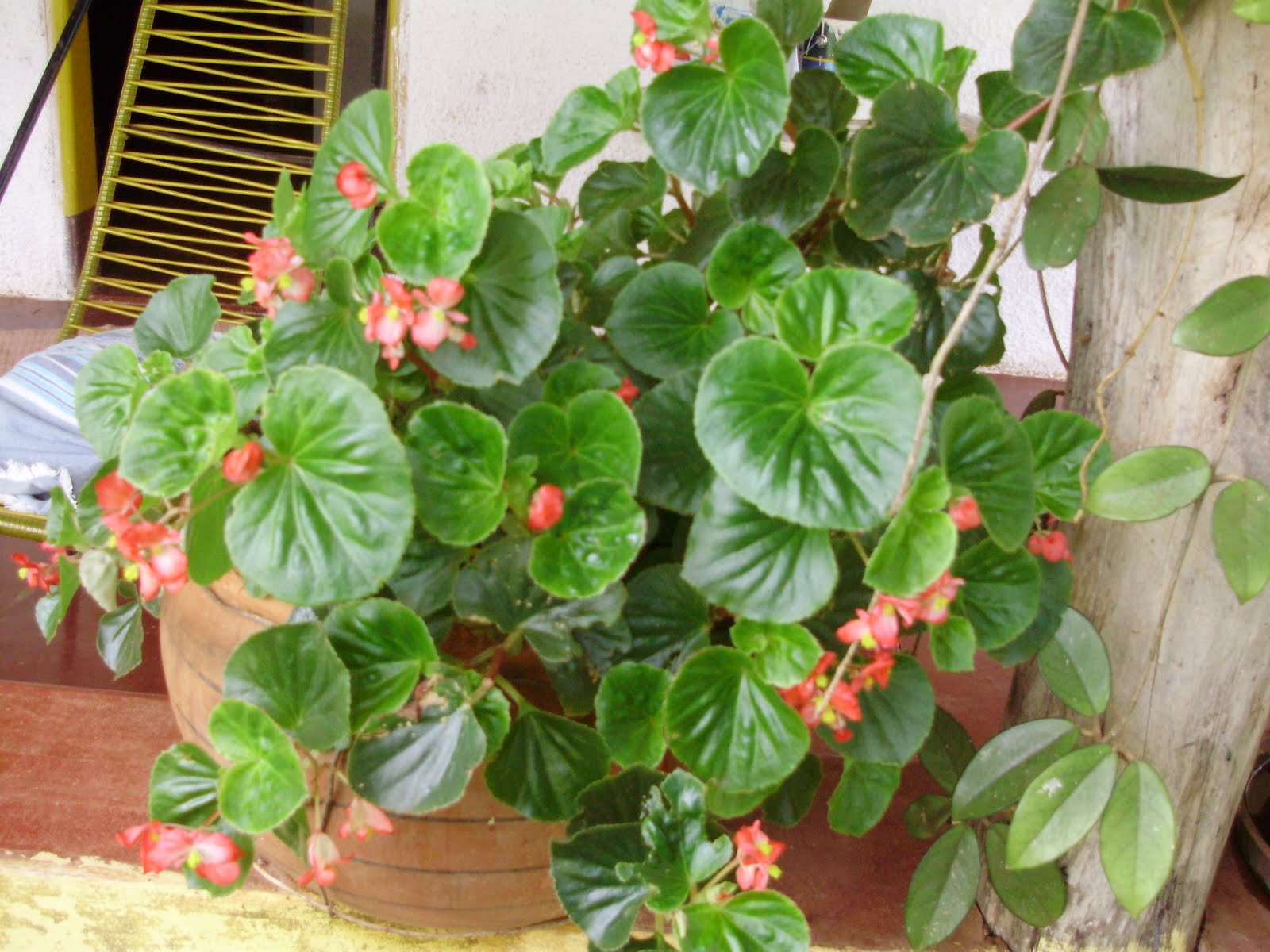 begonia linda