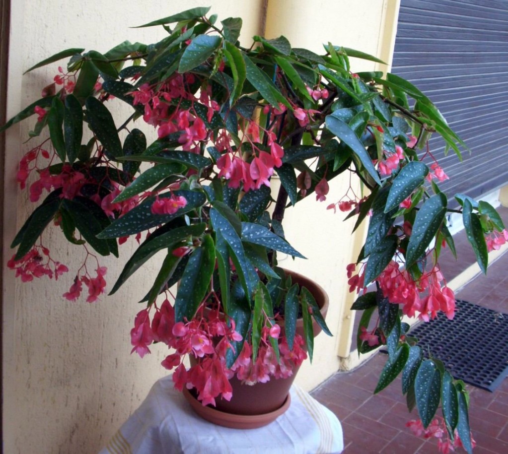 begonia-maculata