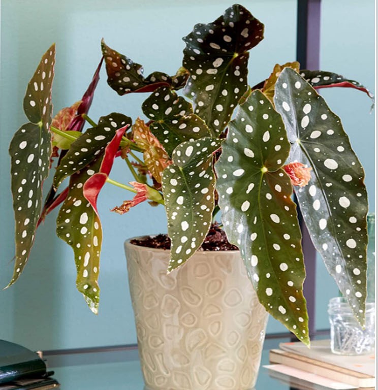 begonia-maculata