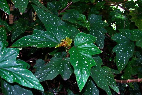 begonia metalica