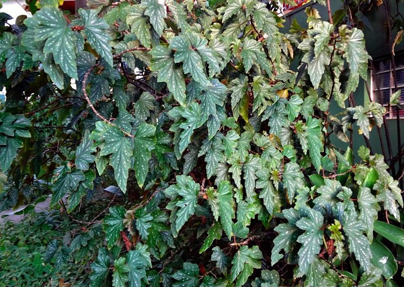 begonia-metalica