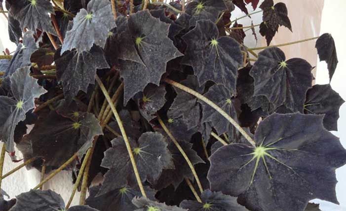 begonia negra