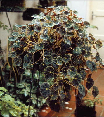 begonia-preta