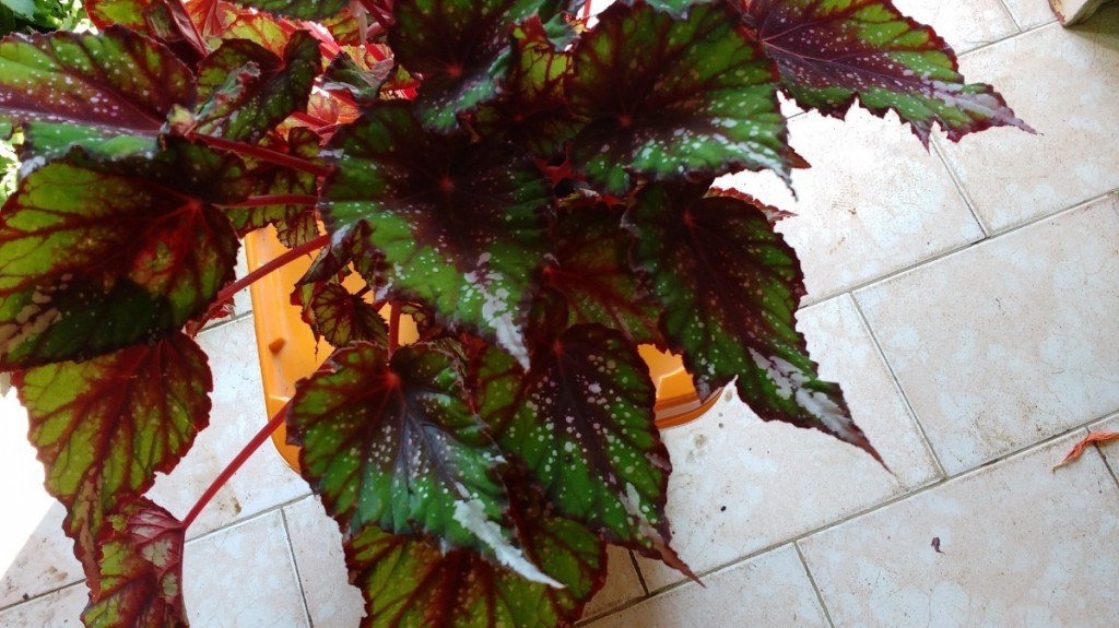 begonia rex begonia rex