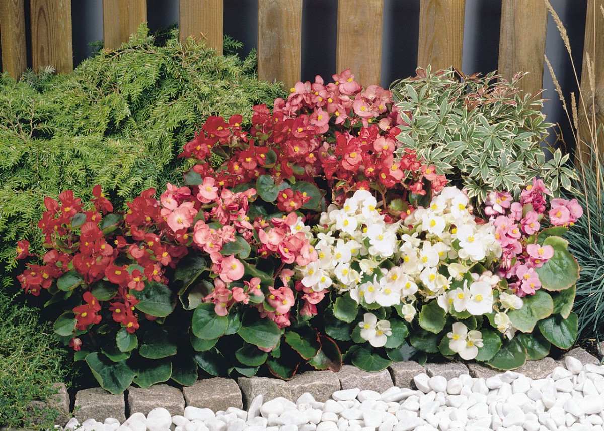 begonia-semperflorens-