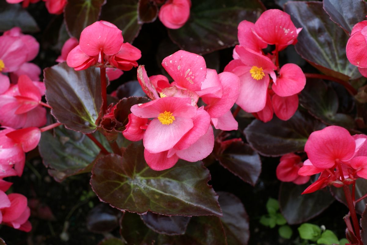 begonia-semperflorens2