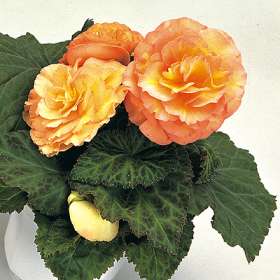 begonia tuberosa