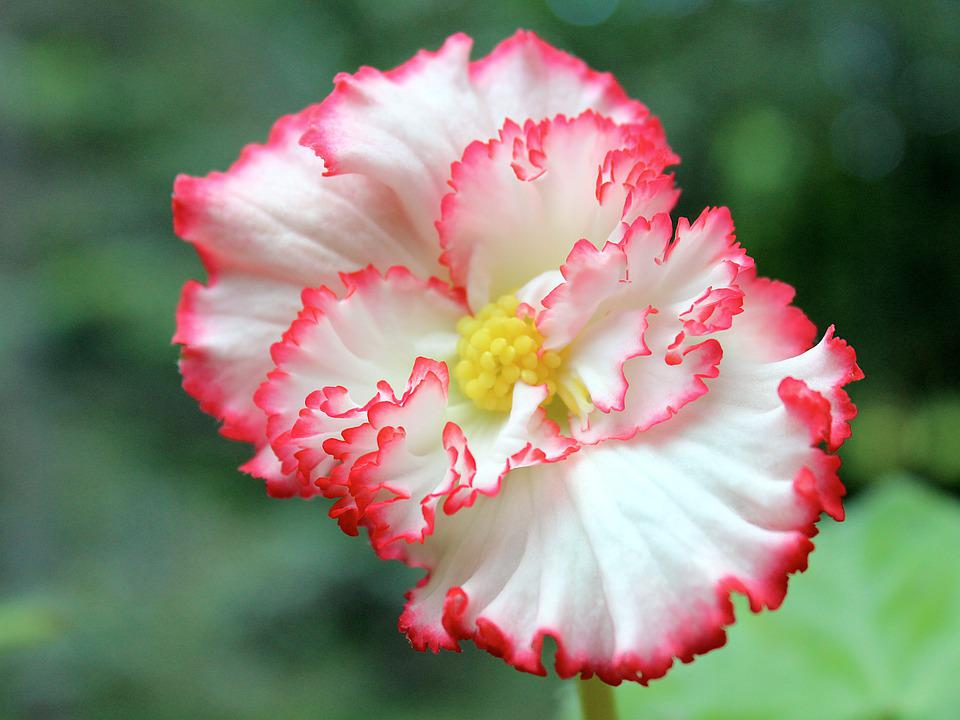 begonia tuberosa