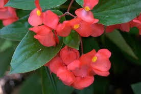 begonia tuberosa