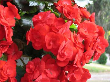 begonia tuberosa