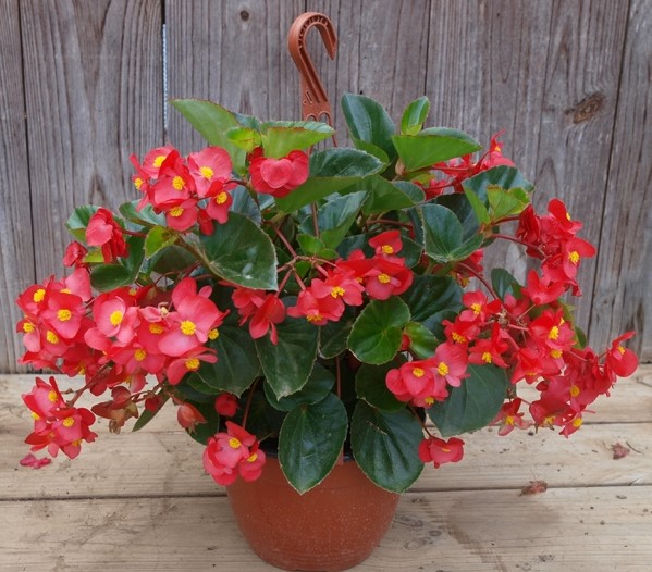 begonia-vaso