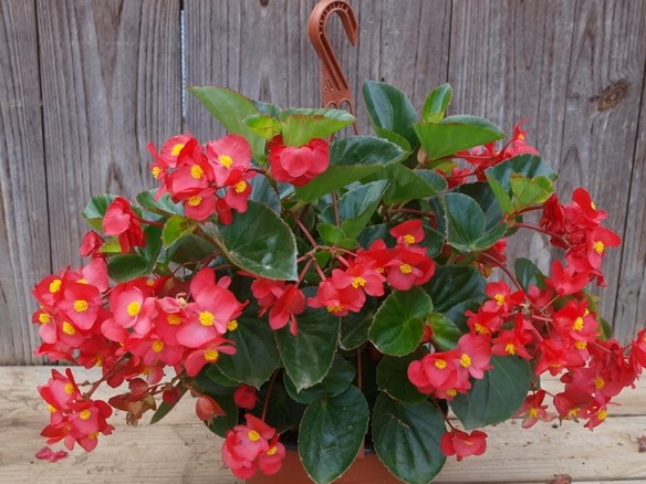 begonia