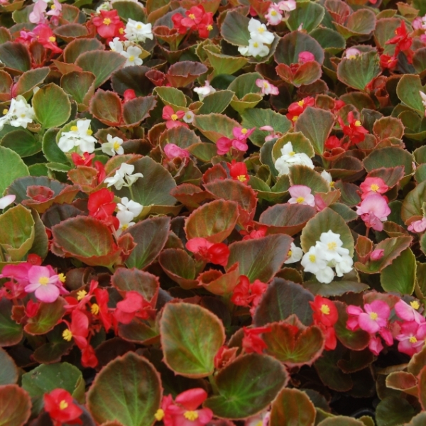 begonia34