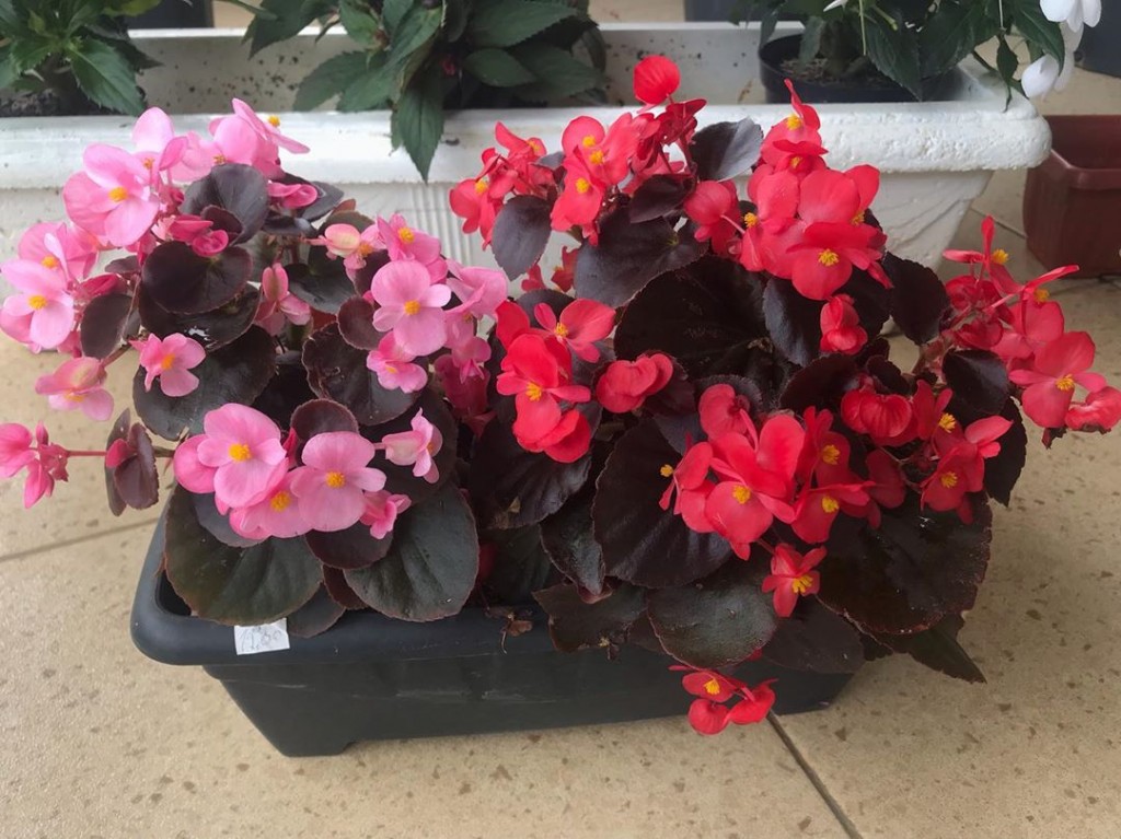 begonia