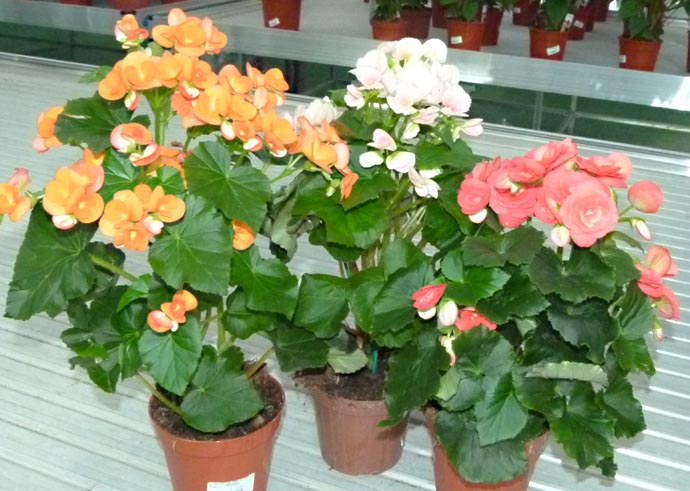 begonia_769