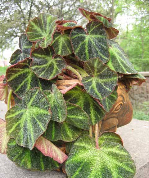 begonia_rex