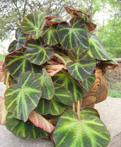 begonia_rex_2