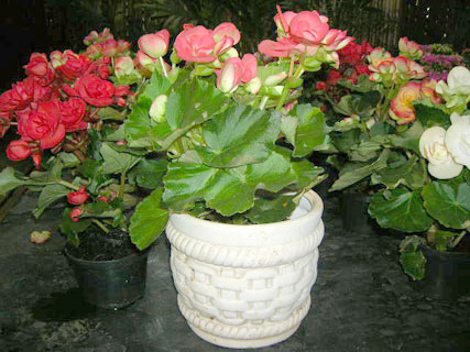 begonia_tuberosa