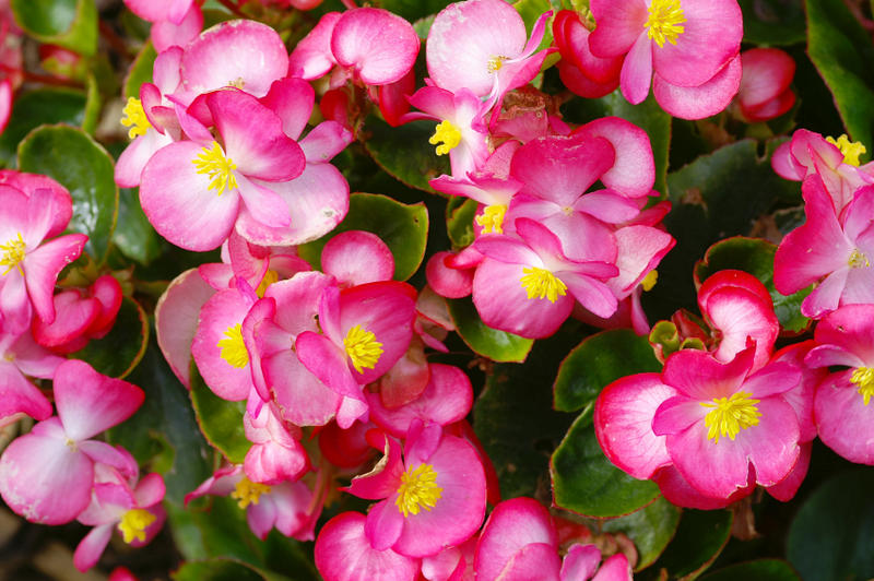 begonias-1