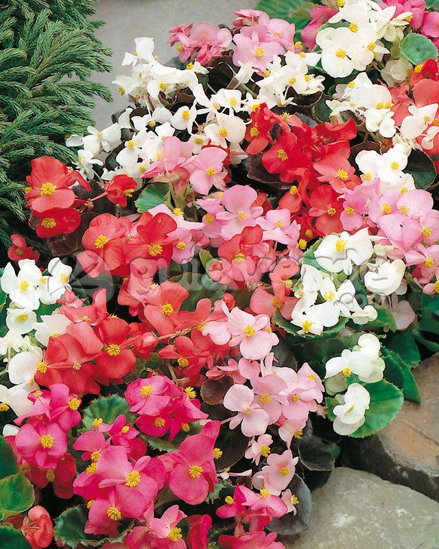 begonias cerosas