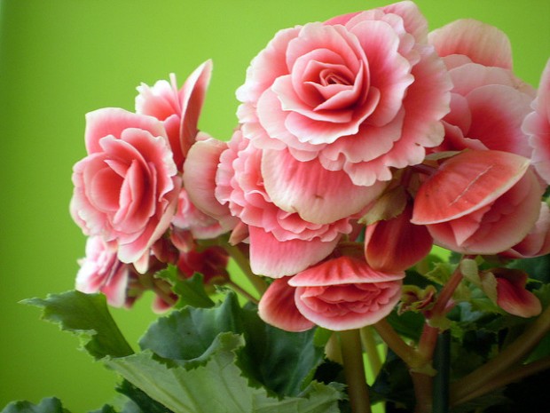 begonias1-