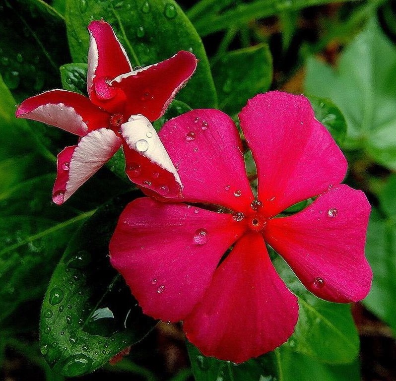 Jardim sem Segredos: aprenda a cuidar da flor beijo americano - Decoração -  Extra Online